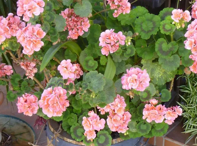 Haus Lissi ゲストハウス Bad Füssing