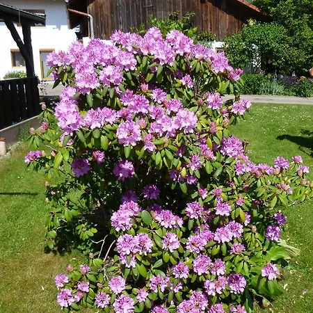 Haus Lissi 3* Bad Füssing