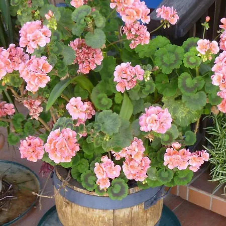 Haus Lissi Penzion Bad Füssing